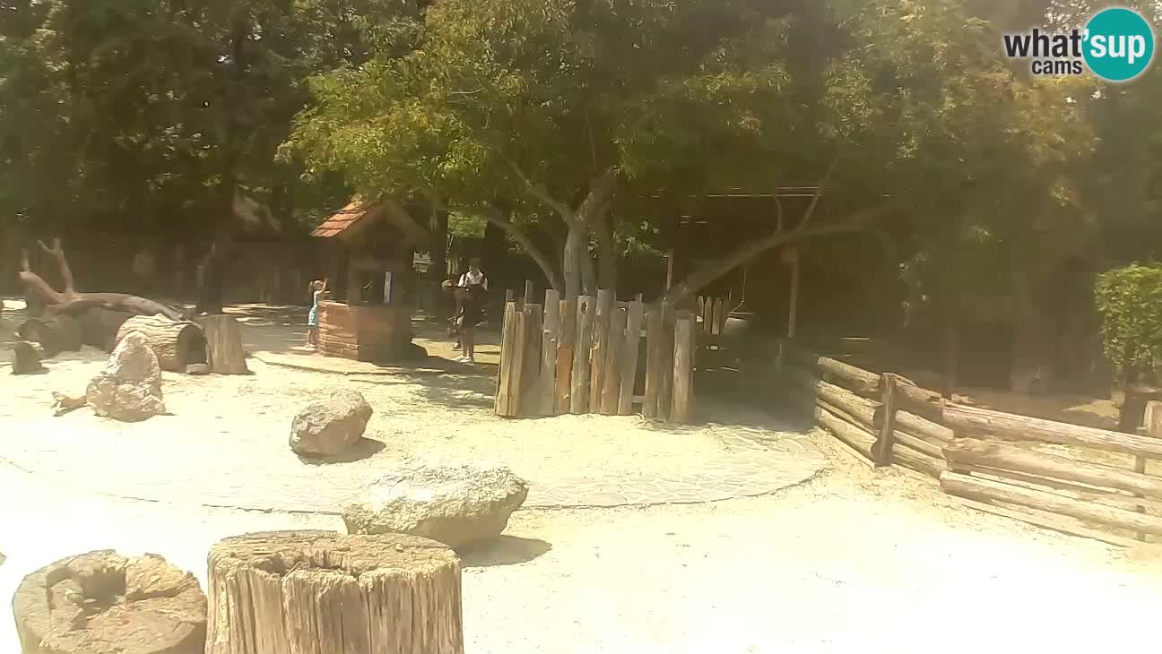 Zoo Zagreb – Rjava kapucinka