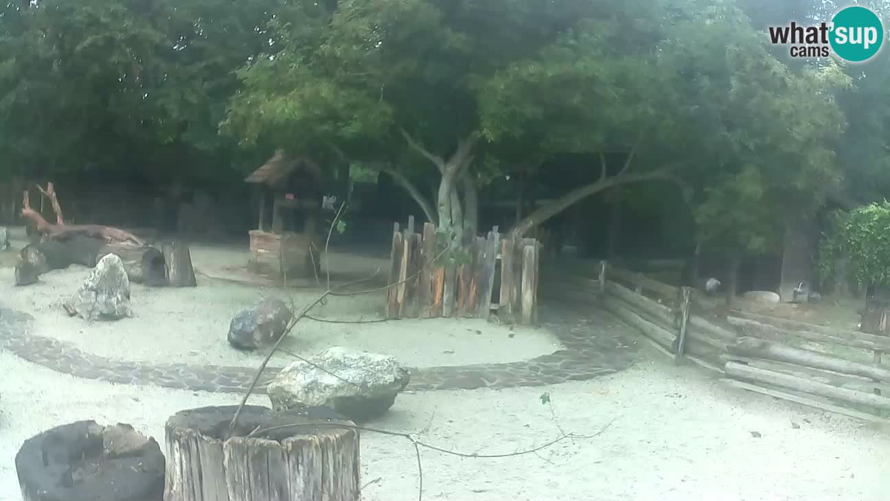 Zoo Zagreb –  Mono maicero