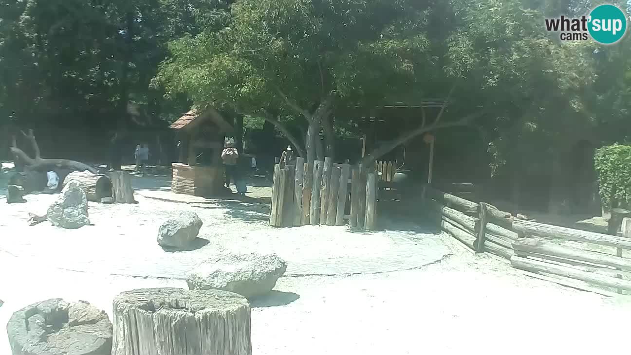 Zoo Zagreb – Brown Capuchin
