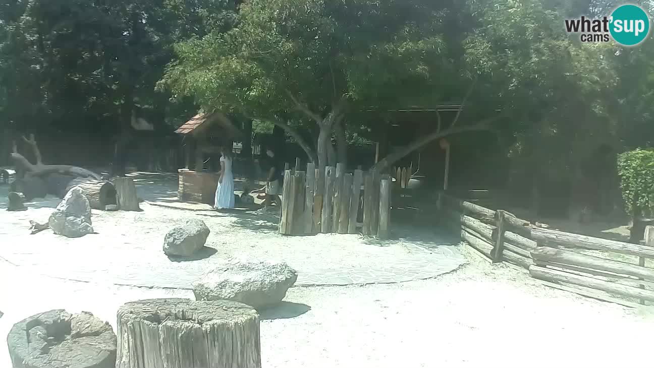 Zoo Zagreb – Haubenkapuziner