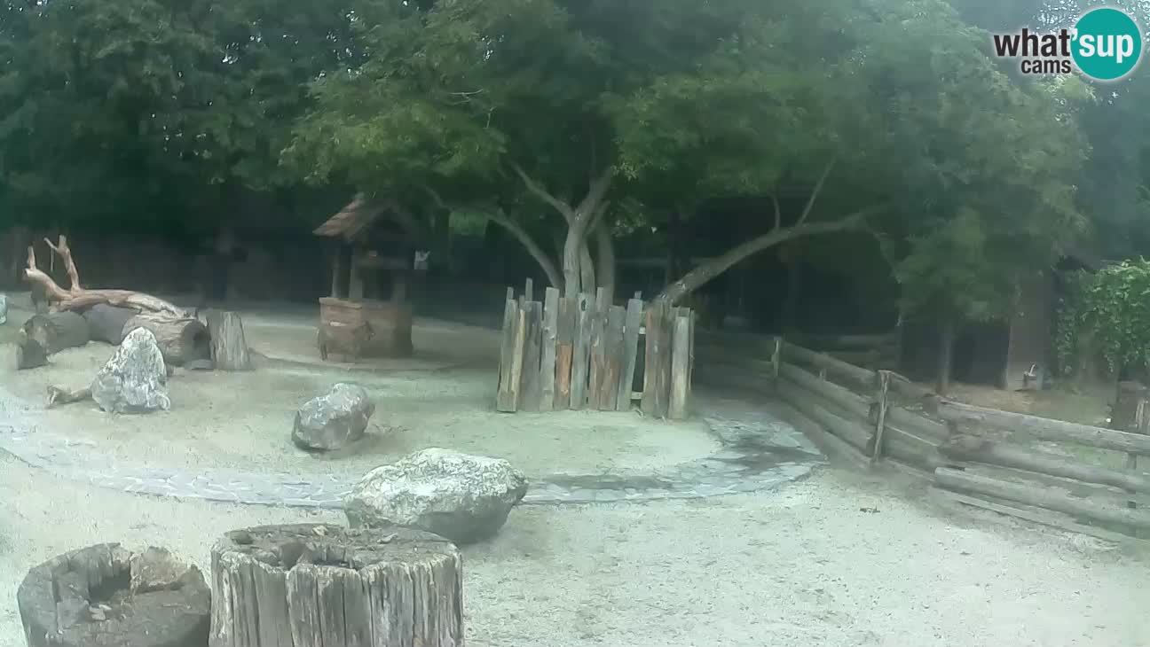 Zoo Zagreb – Rjava kapucinka