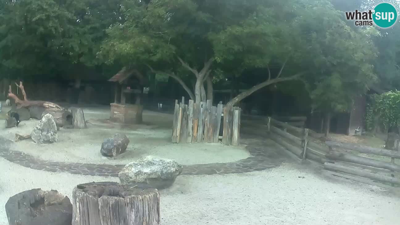 Zoo Zagreb – Brown Capuchin