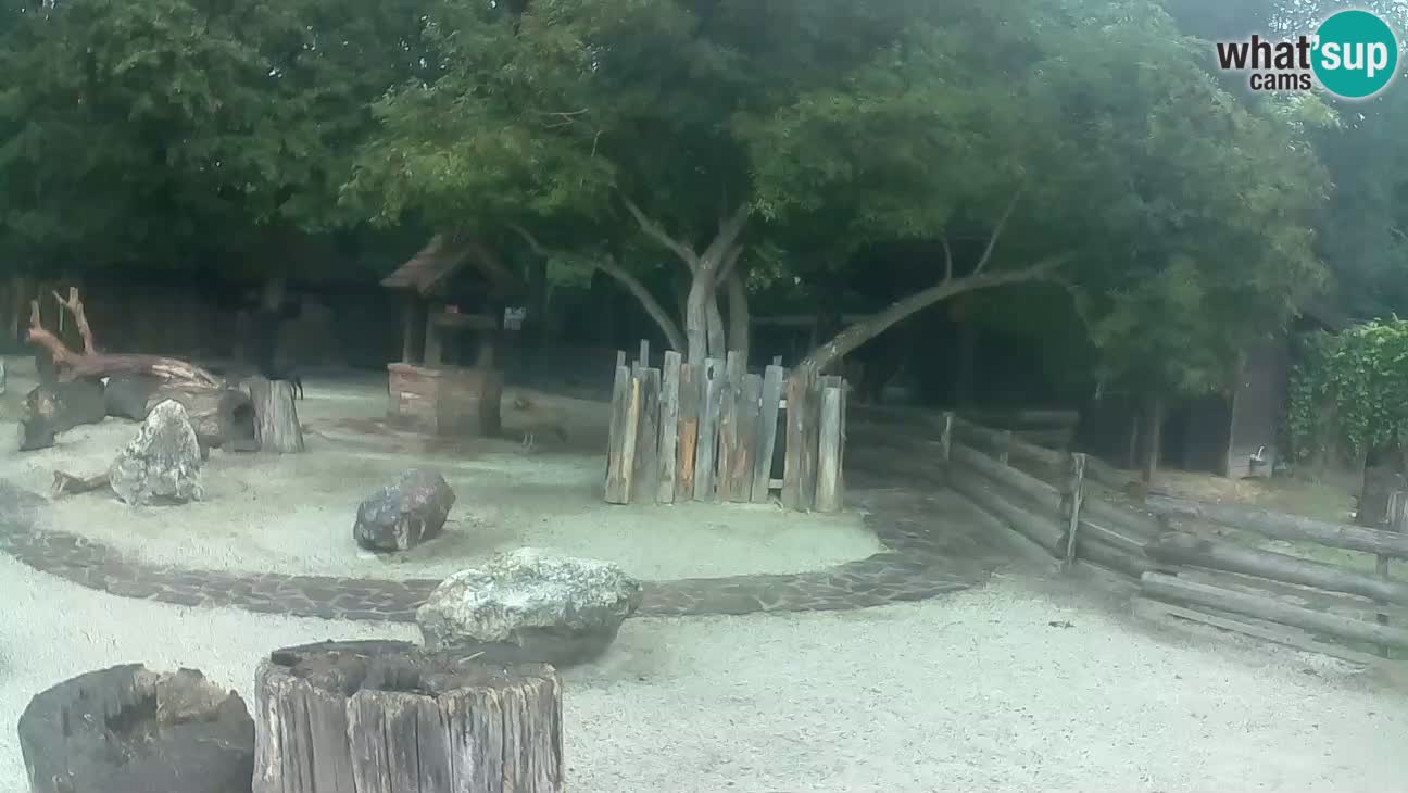 Zoo Zagreb – Brown Capuchin