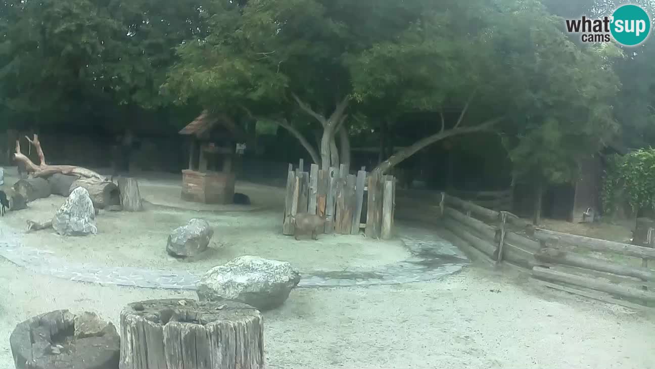 Zoo Zagreb – Cebo dai cornetti