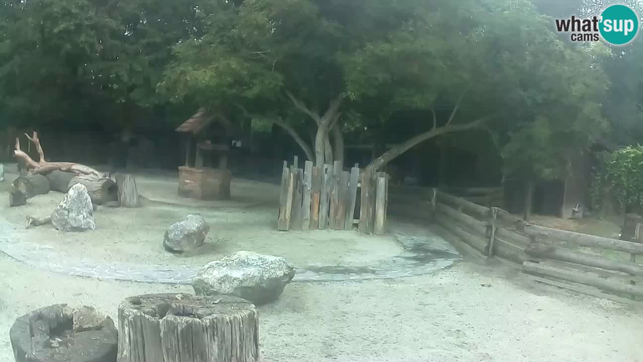 Zoo Zagreb – Rjava kapucinka
