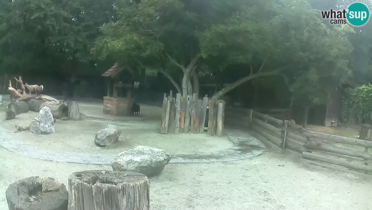 Zoo Zagreb – Brown Capuchin