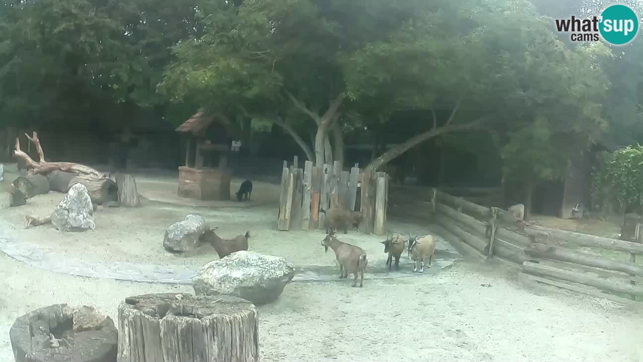 Zoo Zagreb – Haubenkapuziner