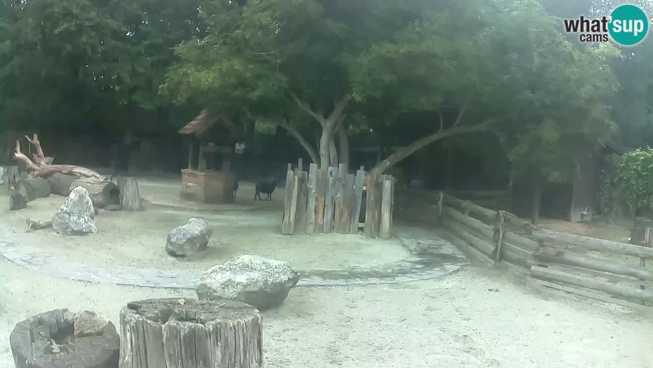 Zoo Zagreb – Haubenkapuziner
