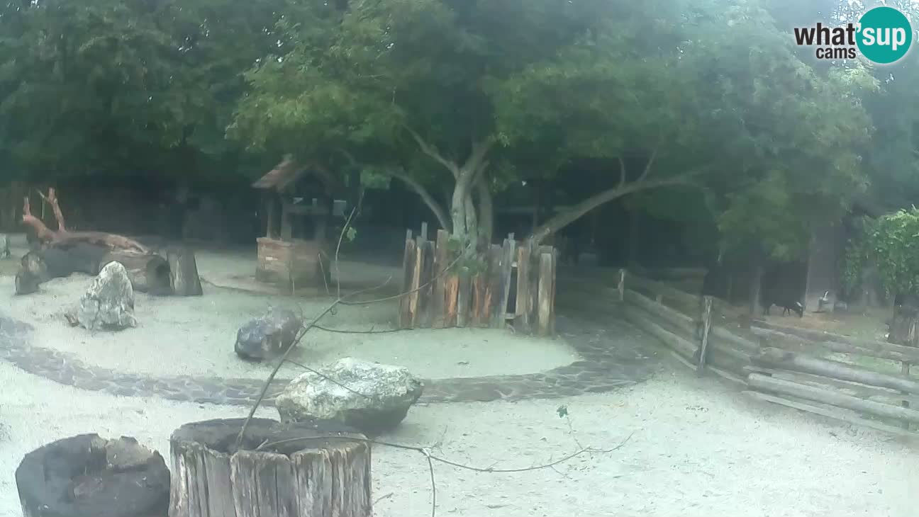 Zoo Zagreb – Haubenkapuziner