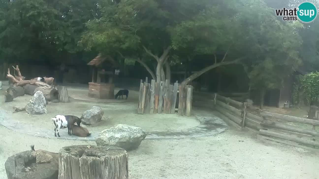 Zoo Zagreb – Haubenkapuziner