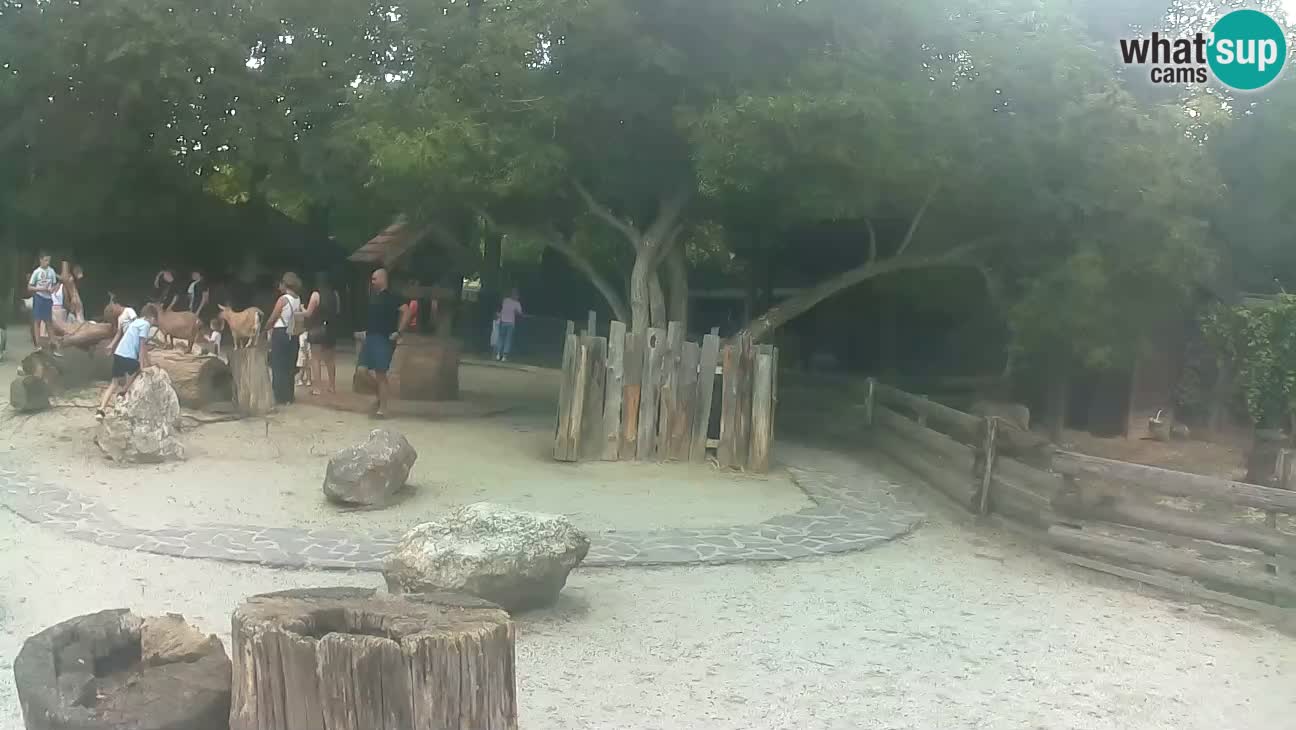 Zoo Zagreb – Haubenkapuziner