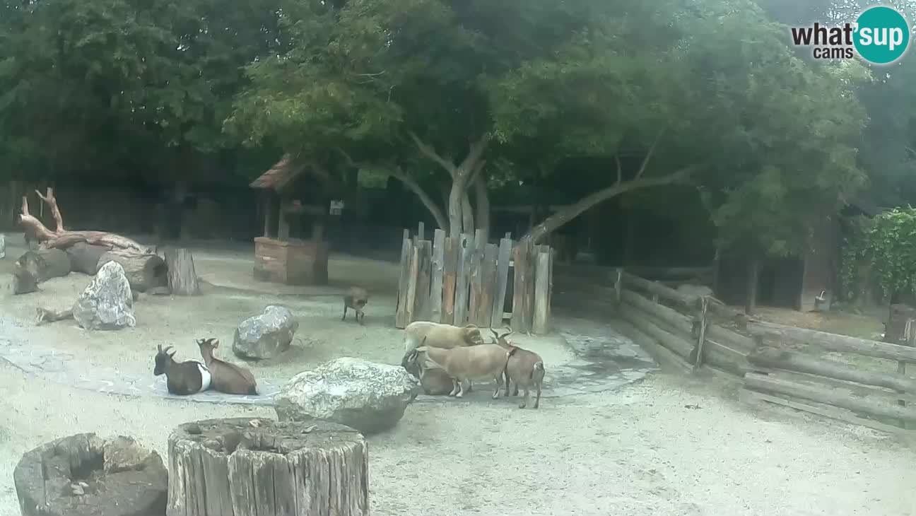 Zoo Zagreb –  Mono maicero