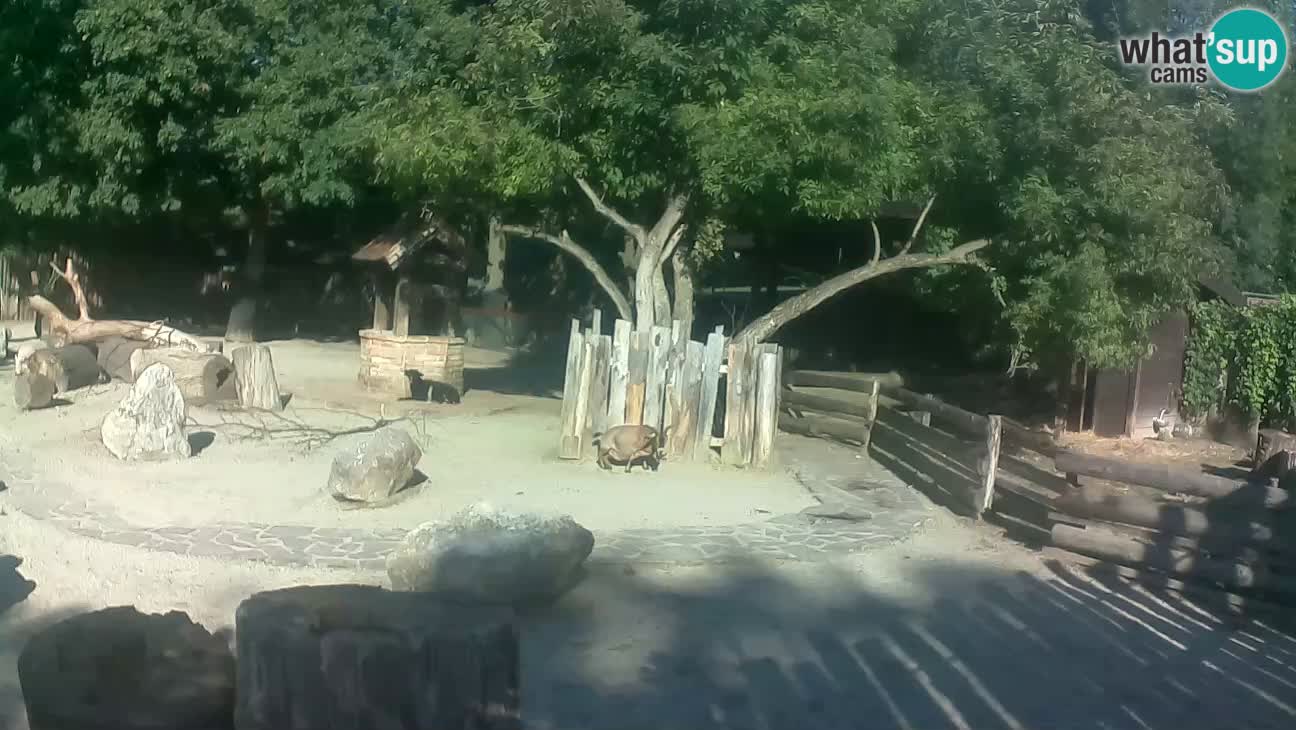 Zoo Zagreb – Cebo dai cornetti