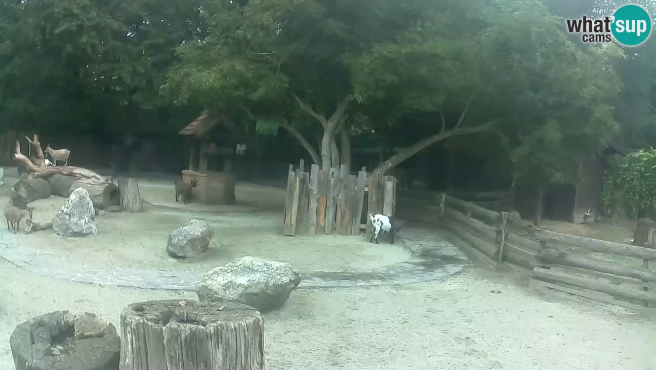 Zoo Zagreb – Brown Capuchin