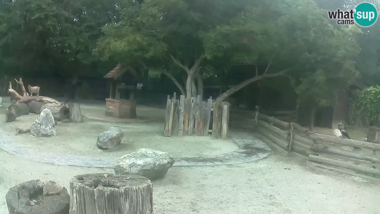 Zoo Zagreb – Cebo dai cornetti