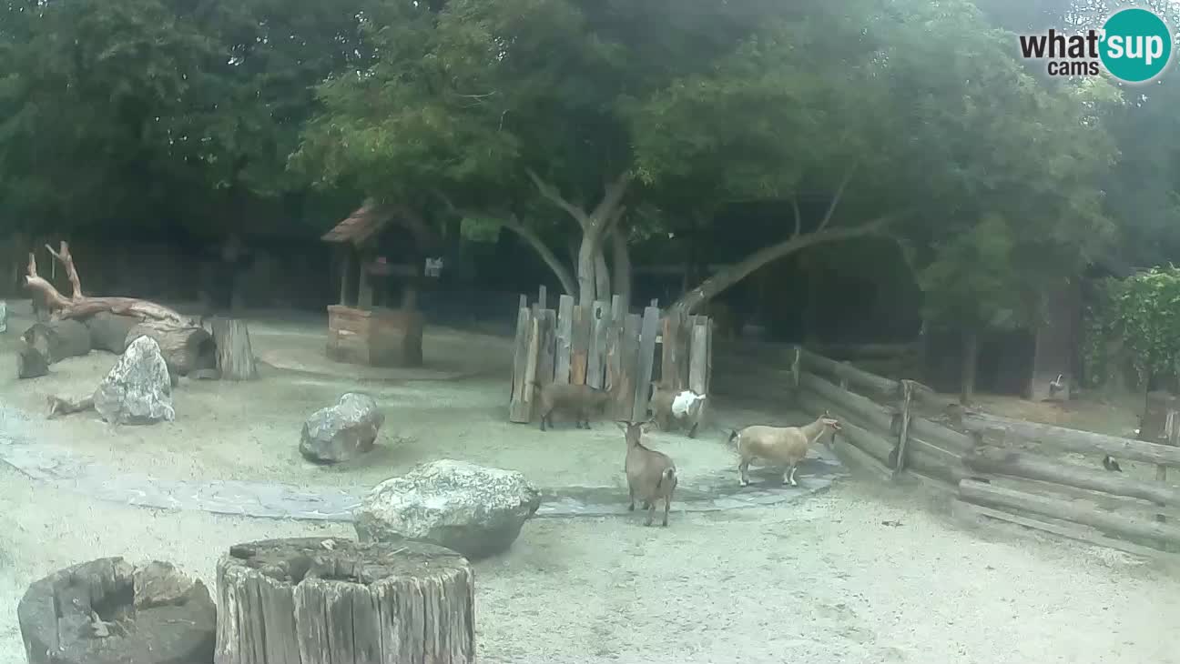 Zoo Zagreb –  Mono maicero