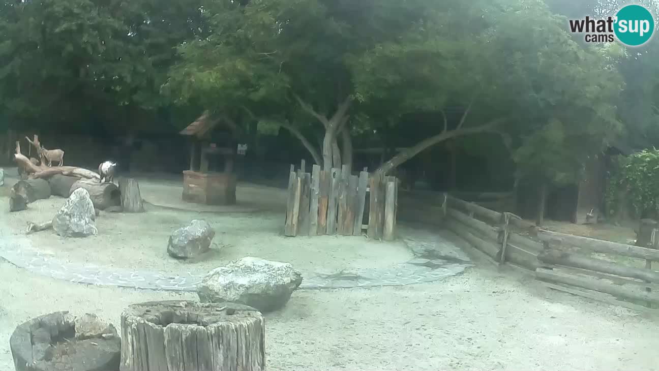 Zoo Zagreb – Cebus apella