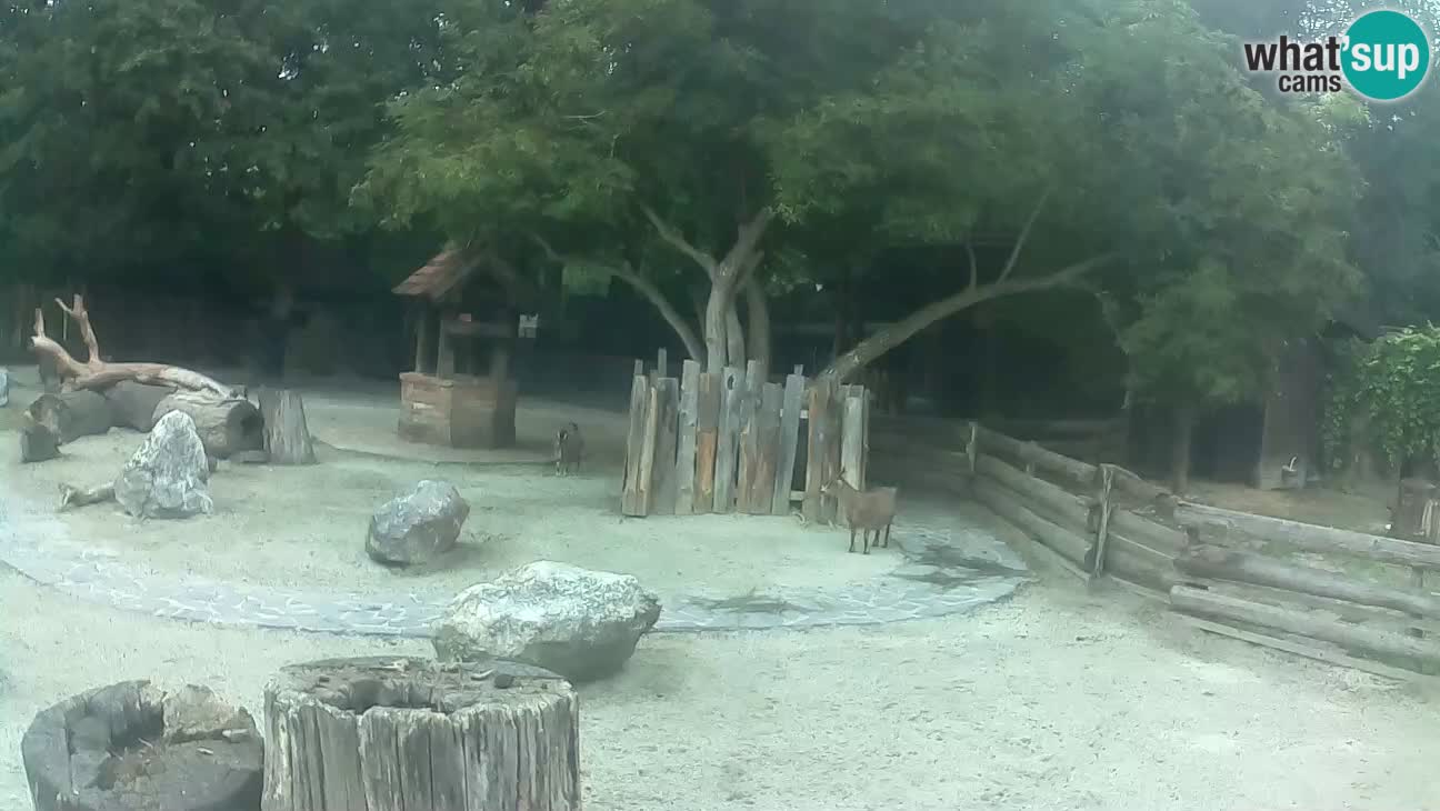 Zoo Zagreb – Brown Capuchin
