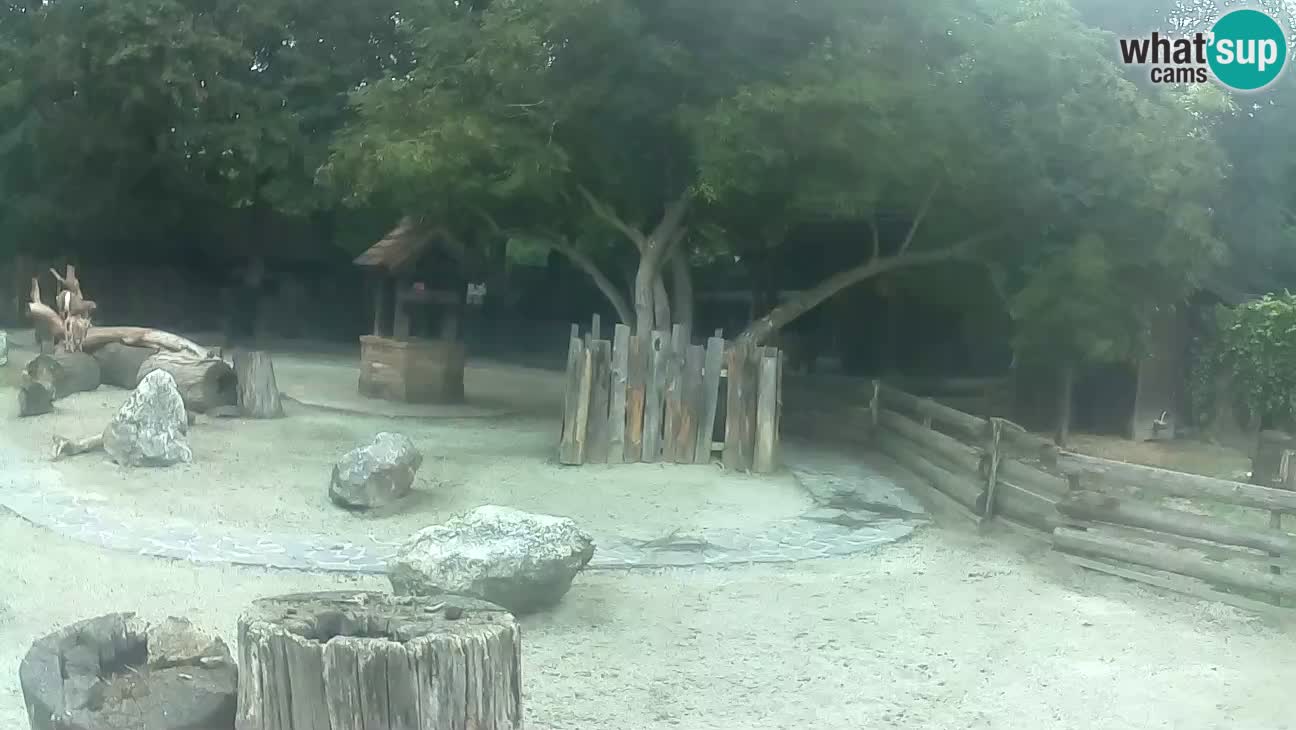 Zoo Zagreb – Brown Capuchin