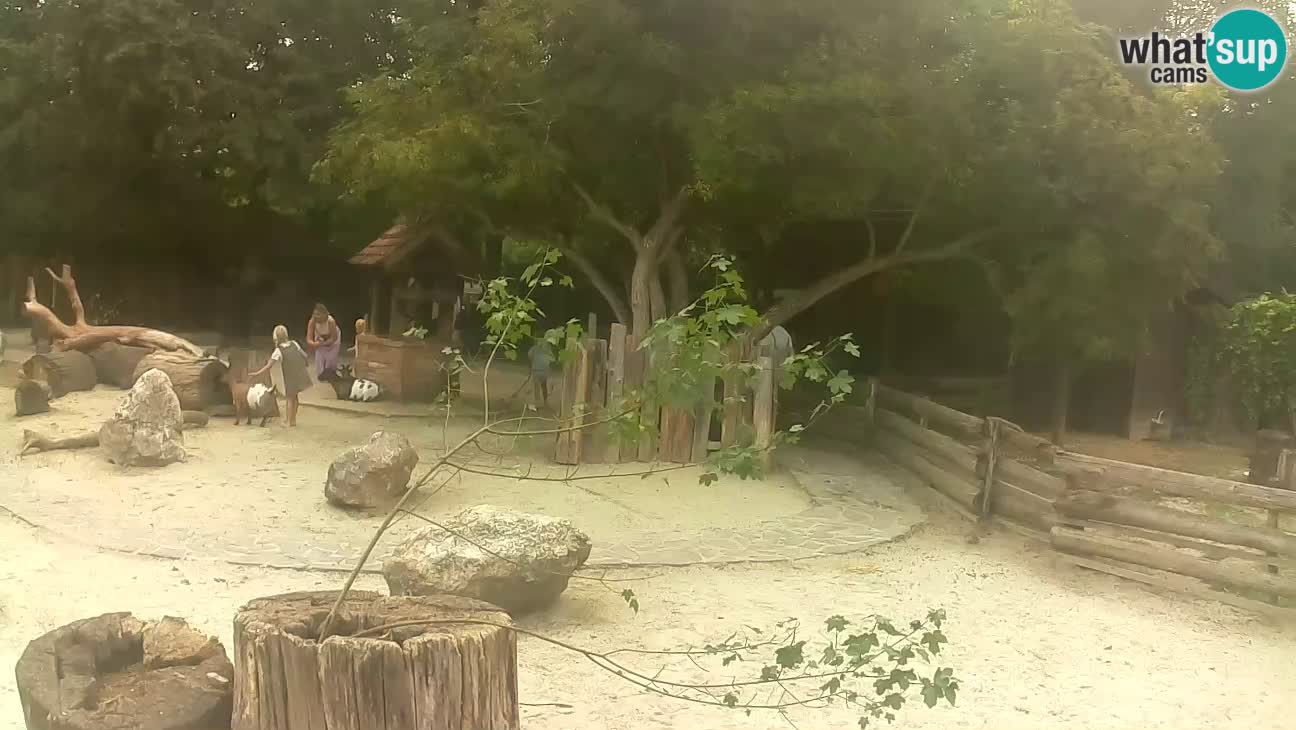 Zoo Zagreb – Brown Capuchin