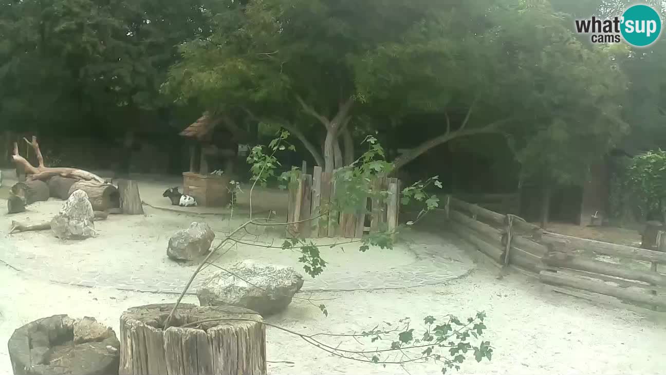 Zoo Zagreb – Cebo dai cornetti
