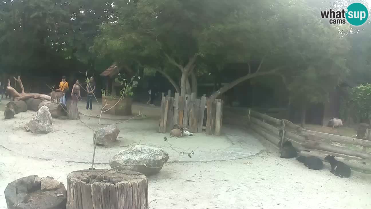 Zoo Zagreb – Brown Capuchin
