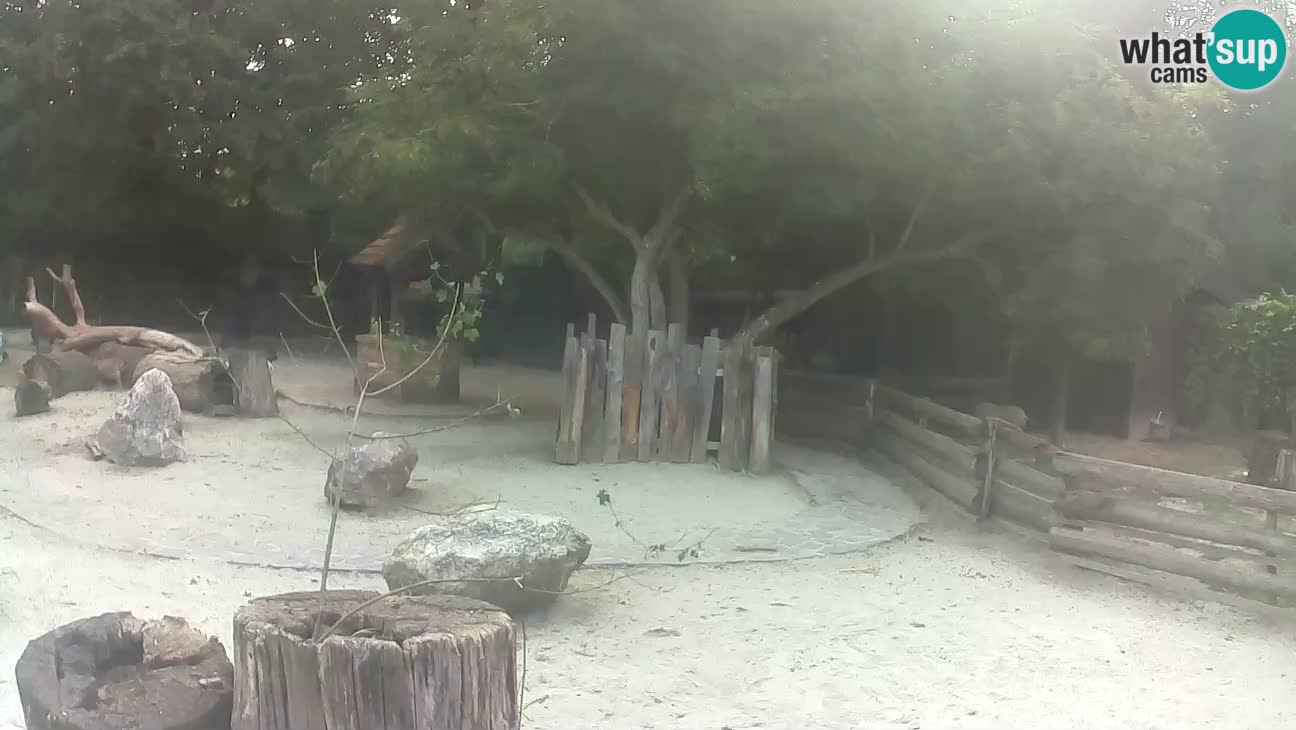 Zoo Zagreb – Rjava kapucinka