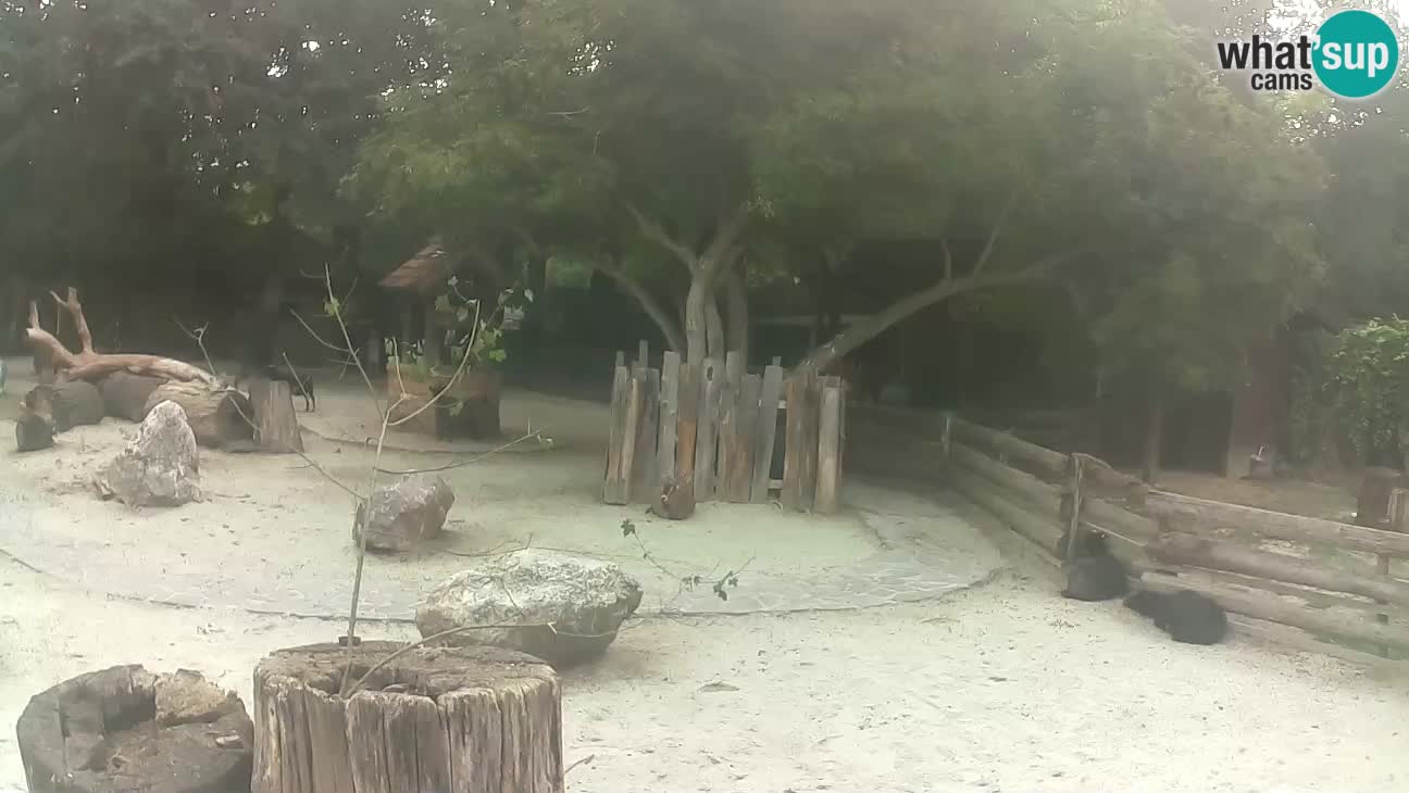 Zoo Zagreb – Brown Capuchin