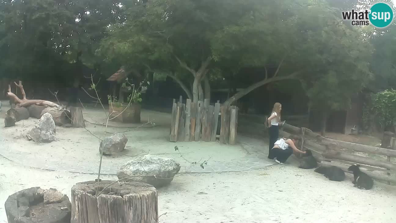Zoo Zagreb – Cebo dai cornetti