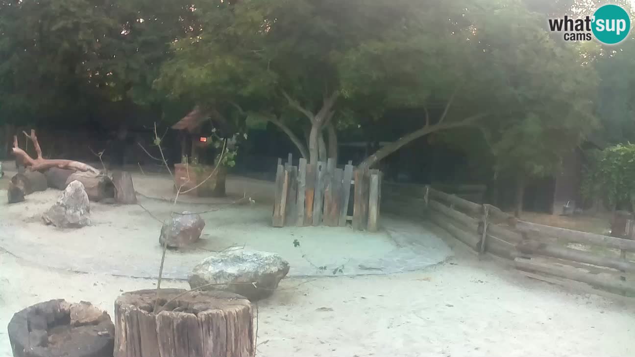 Zoo Zagreb – Haubenkapuziner