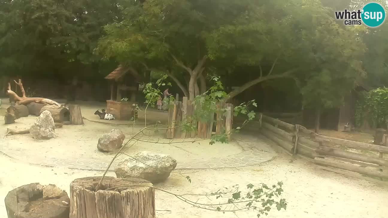 Zoo Zagreb – Brown Capuchin