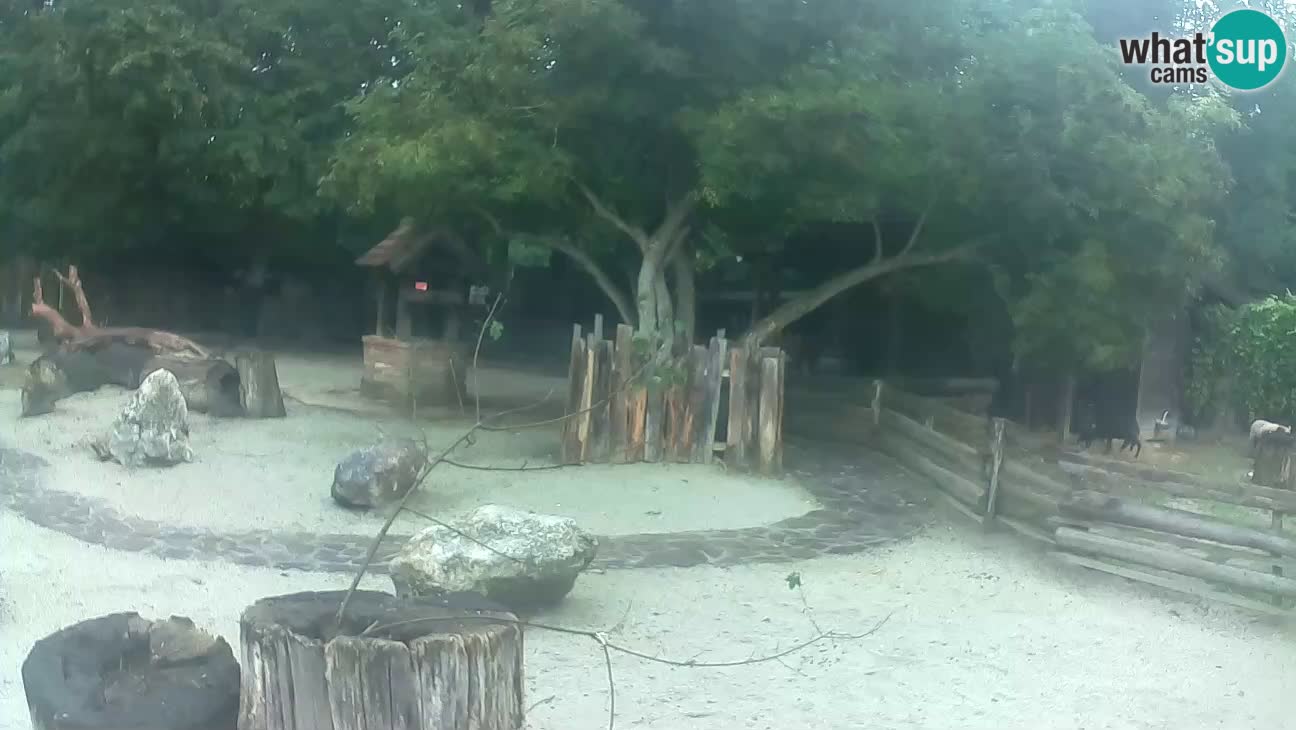 Zoo Zagreb – Brown Capuchin
