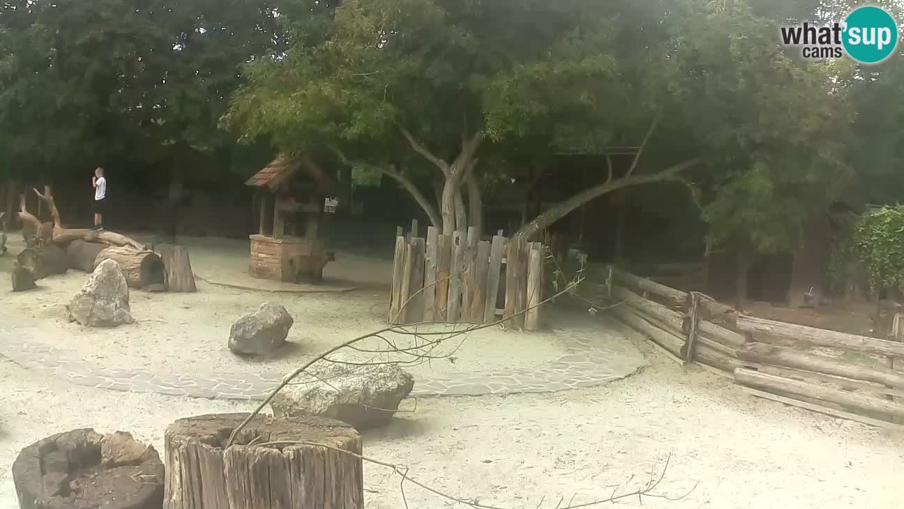 Zoo Zagreb – Cebus apella