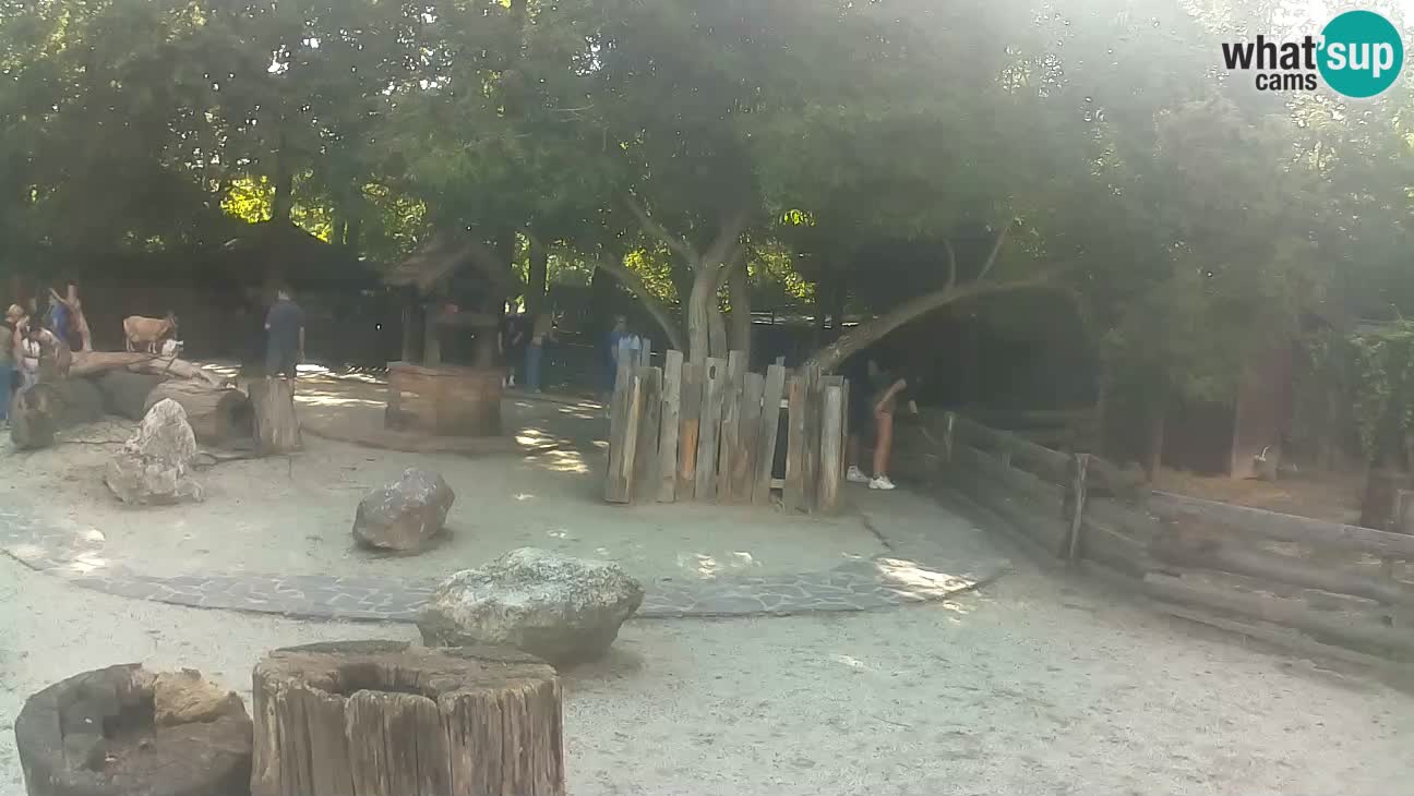 Zoo Zagreb –  Mono maicero