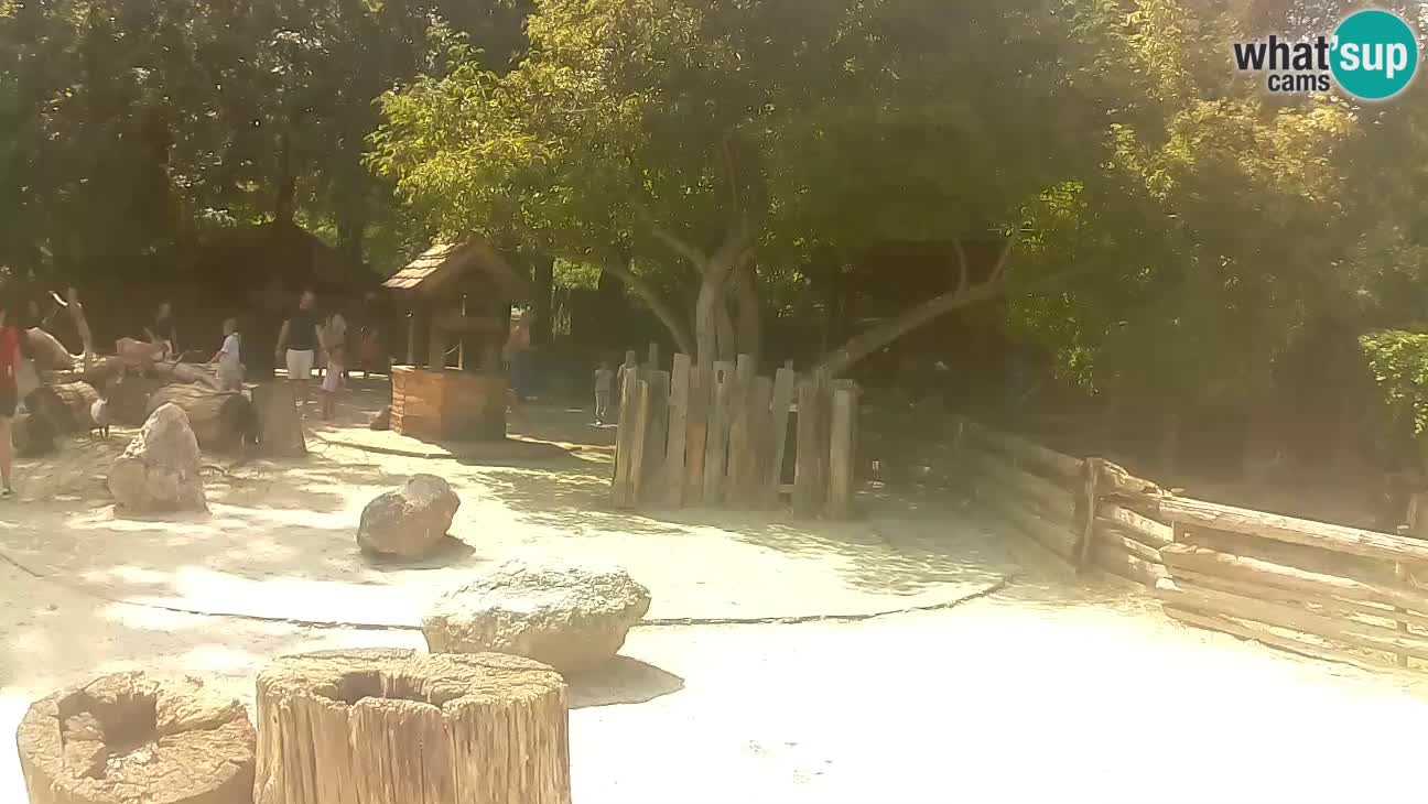 Zoo Zagreb – Cebus apella