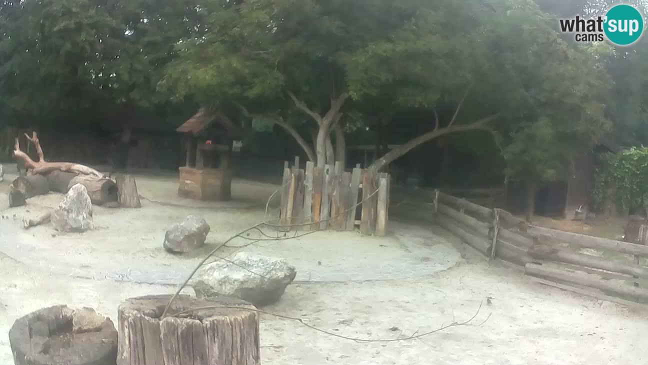 Zoo Zagreb – Cebo dai cornetti