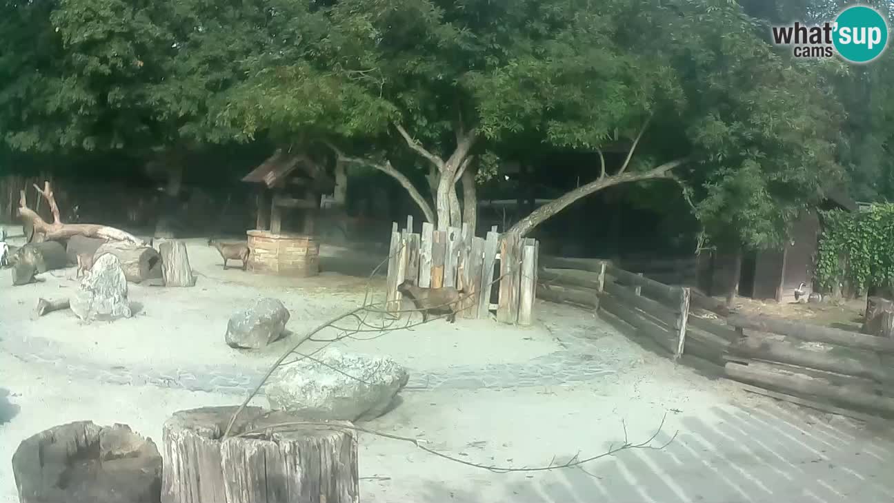 Zoo Zagreb – Brown Capuchin