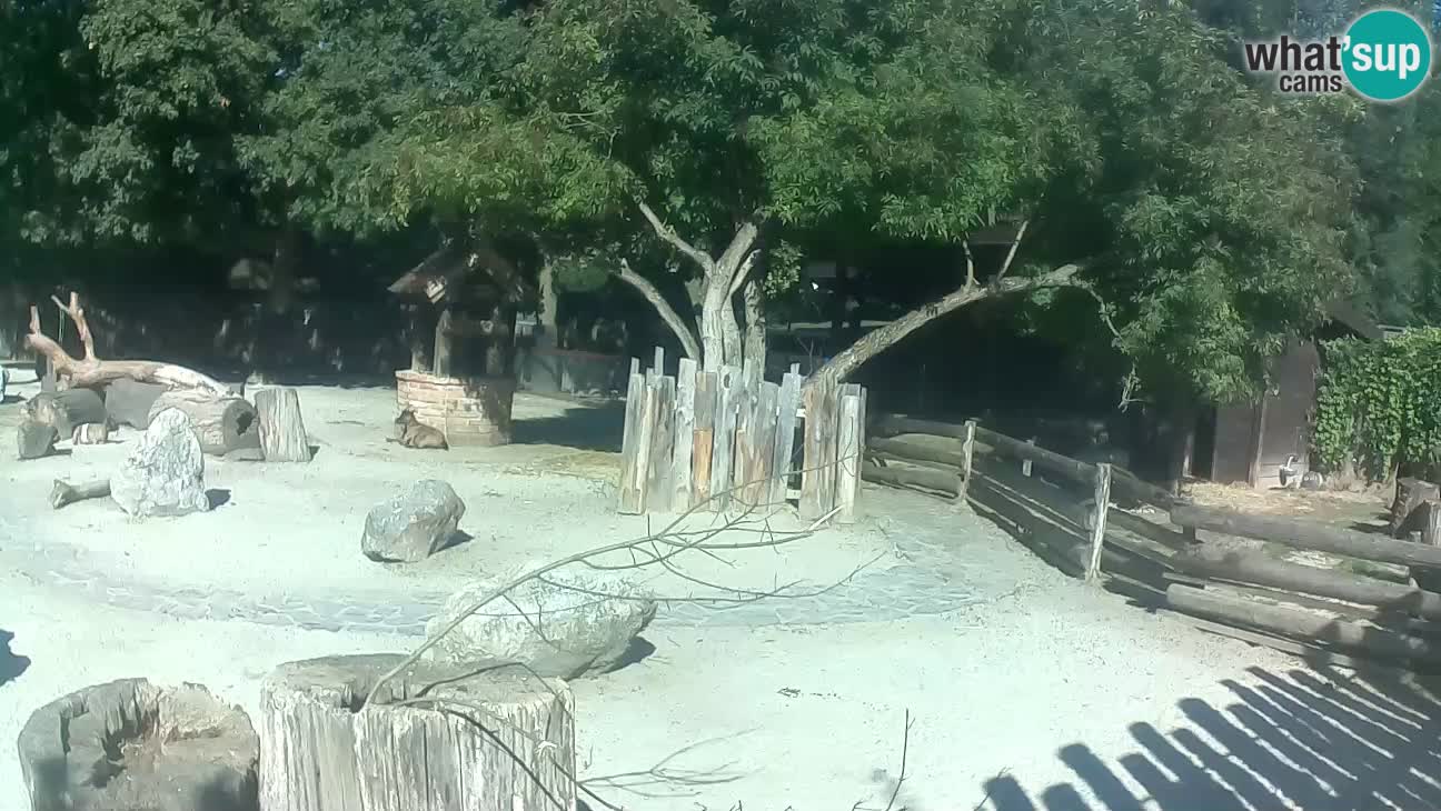 Zoo Zagreb –  Mono maicero