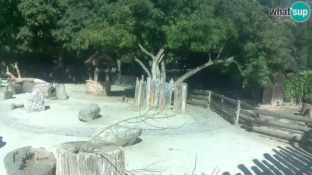 Zoo Zagreb – Brown Capuchin