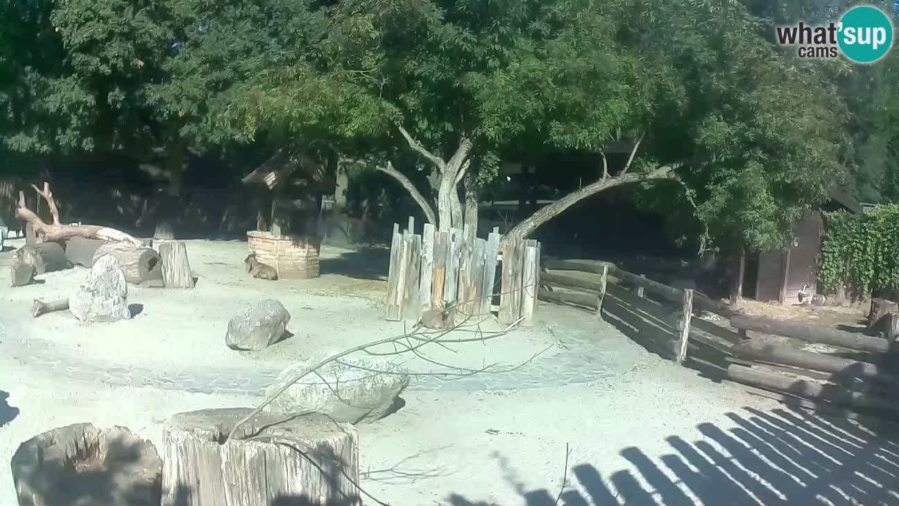 Zoo Zagreb – Haubenkapuziner