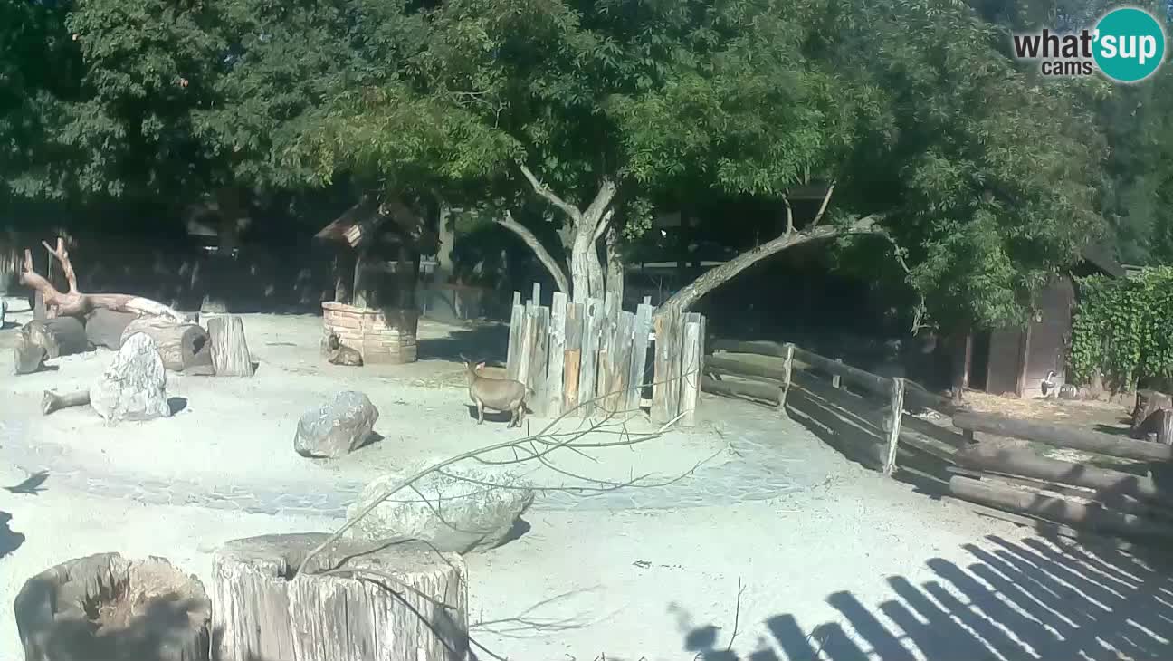 Zoo Zagreb – Cebo dai cornetti