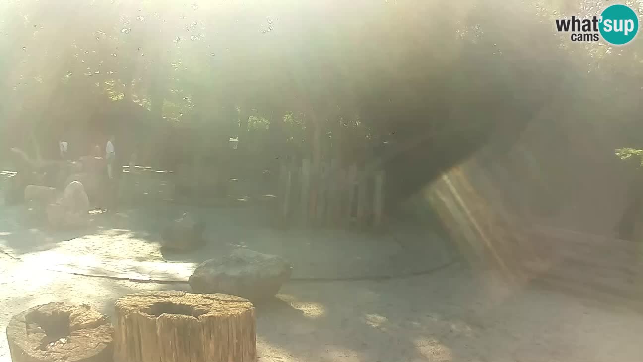 Zoo Zagreb – Haubenkapuziner