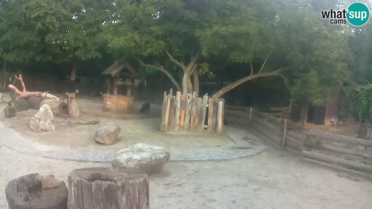 Zoo Zagreb –  Mono maicero