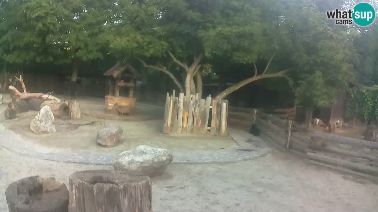 Zoo Zagreb –  Mono maicero