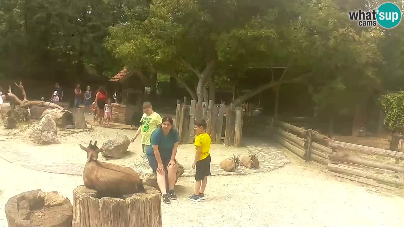 Zoo Zagreb –  Mono maicero
