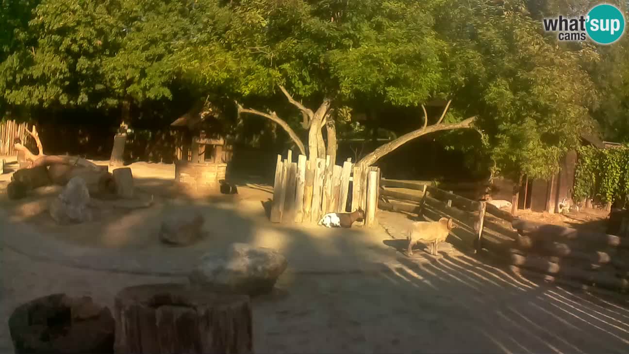 Zoo Zagreb – Rjava kapucinka