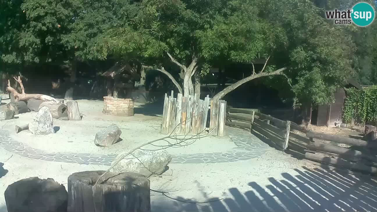 Zoo Zagreb – Brown Capuchin