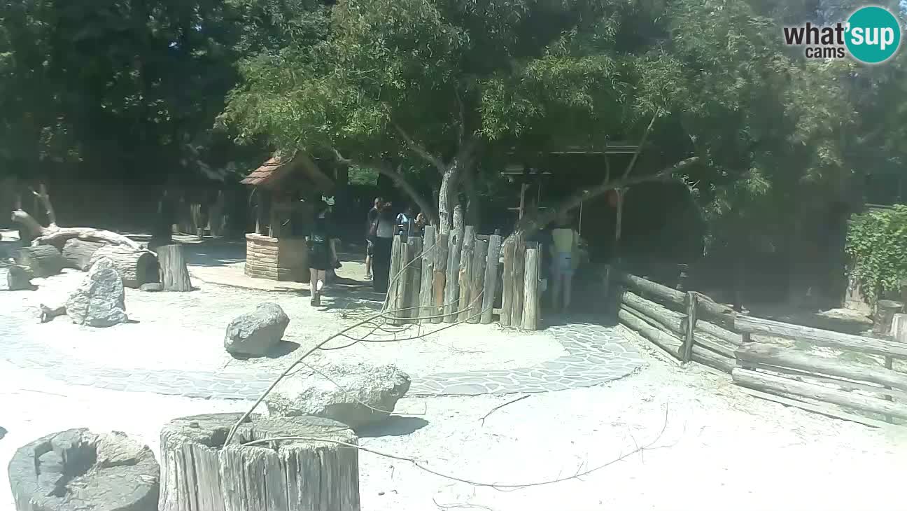 Zoo Zagreb – Brown Capuchin