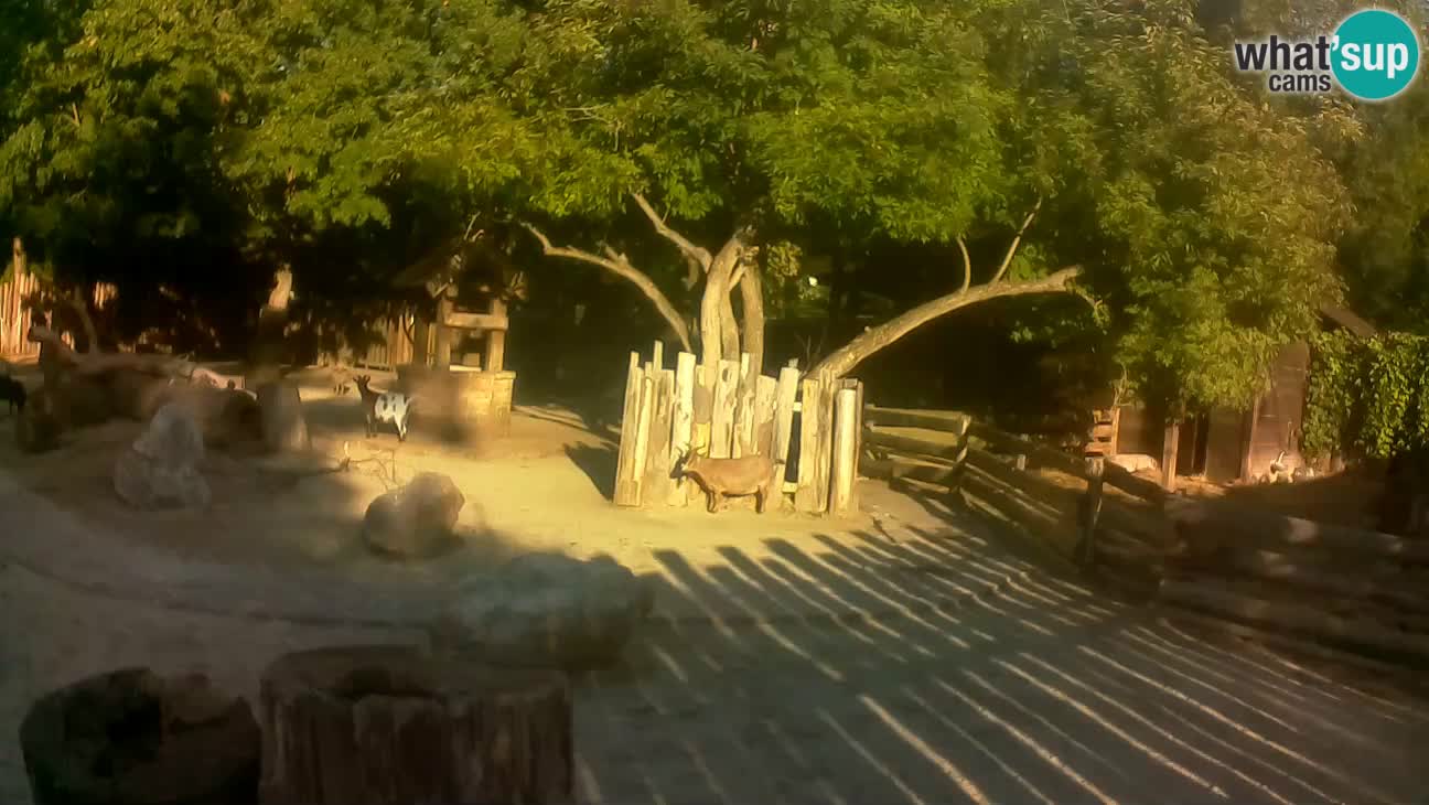 Zoo Zagreb – Brown Capuchin