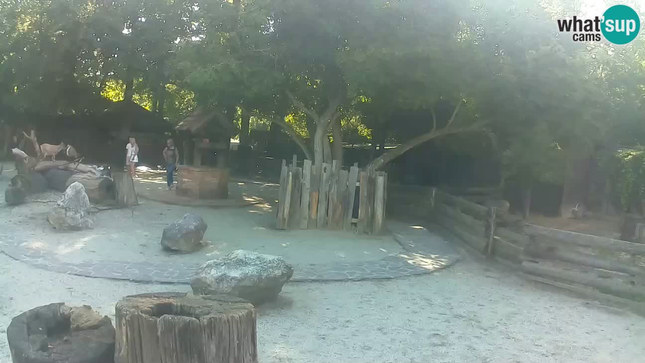 Zoo Zagreb – Rjava kapucinka